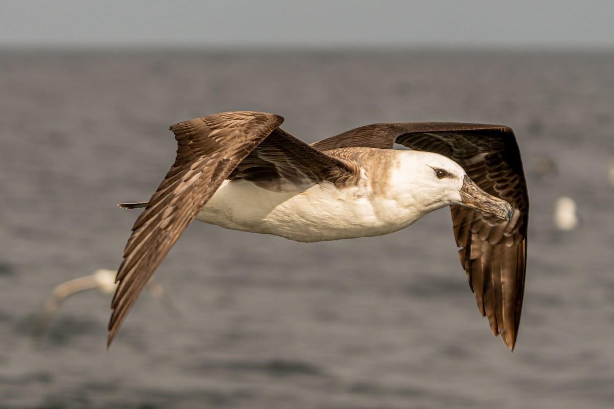Black-browed Albatross - ML646960684
