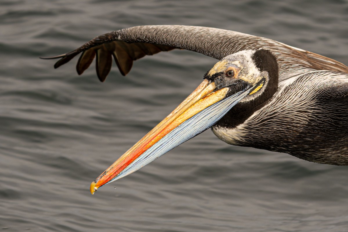 Peruvian Pelican - ML646960685