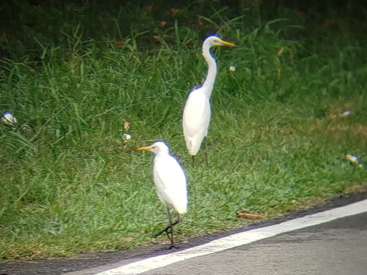 Eastern Cattle-Egret - ML646960686