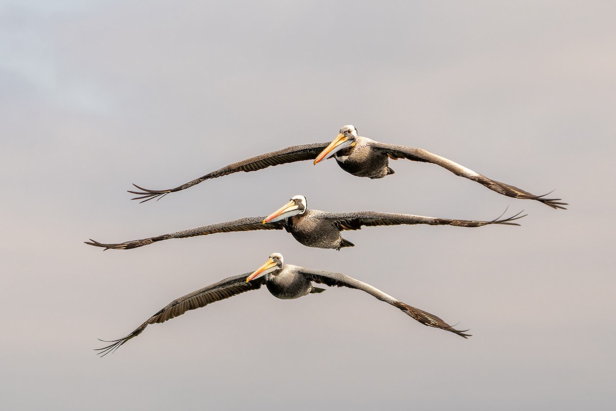 Peruvian Pelican - ML646960687