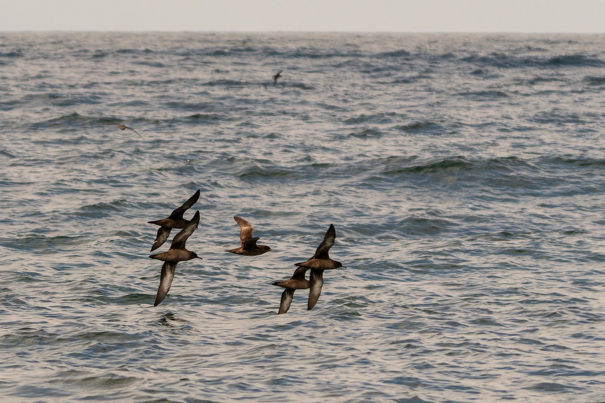 Sooty Shearwater - ML646960688
