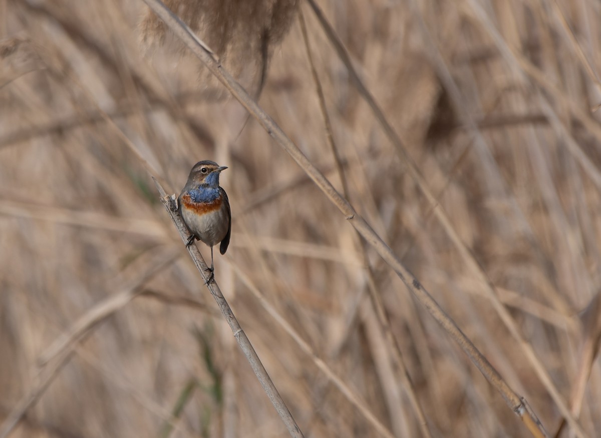 Bluethroat (White-spotted) - ML646960689