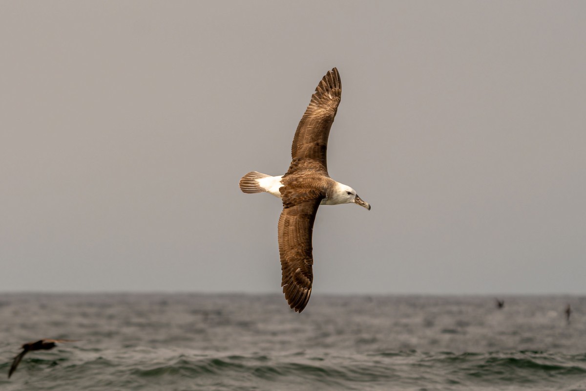 Black-browed Albatross - ML646960691
