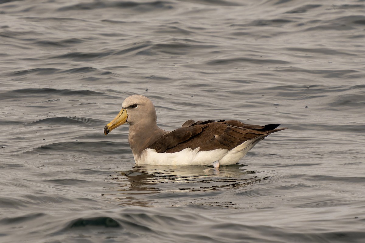 Chatham Albatross - ML646960692