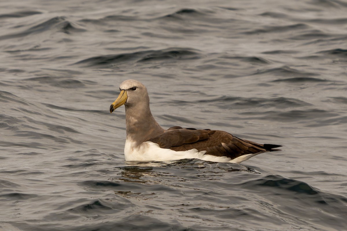 Chatham Albatross - ML646960693