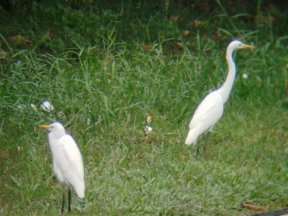 Medium Egret - ML646960694
