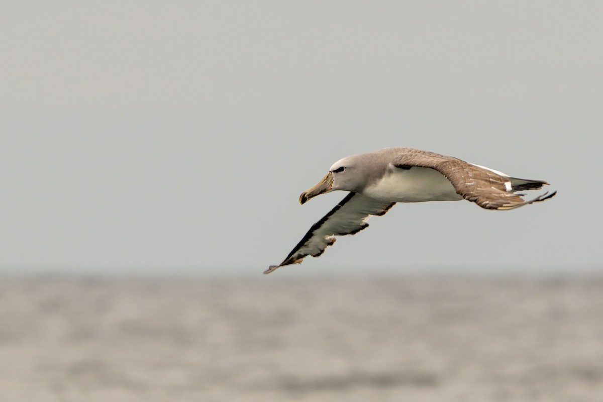 Salvin's Albatross - ML646960697