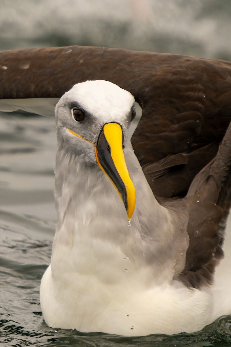 Buller's Albatross - ML646960698