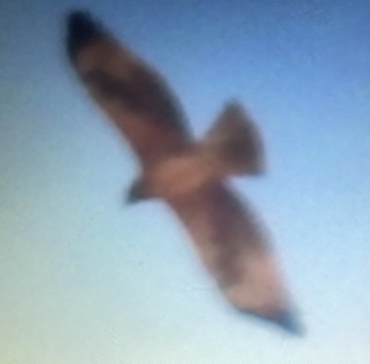 Bonelli's Eagle - ML646960699