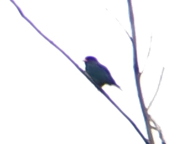 Dollarbird - ML646960700