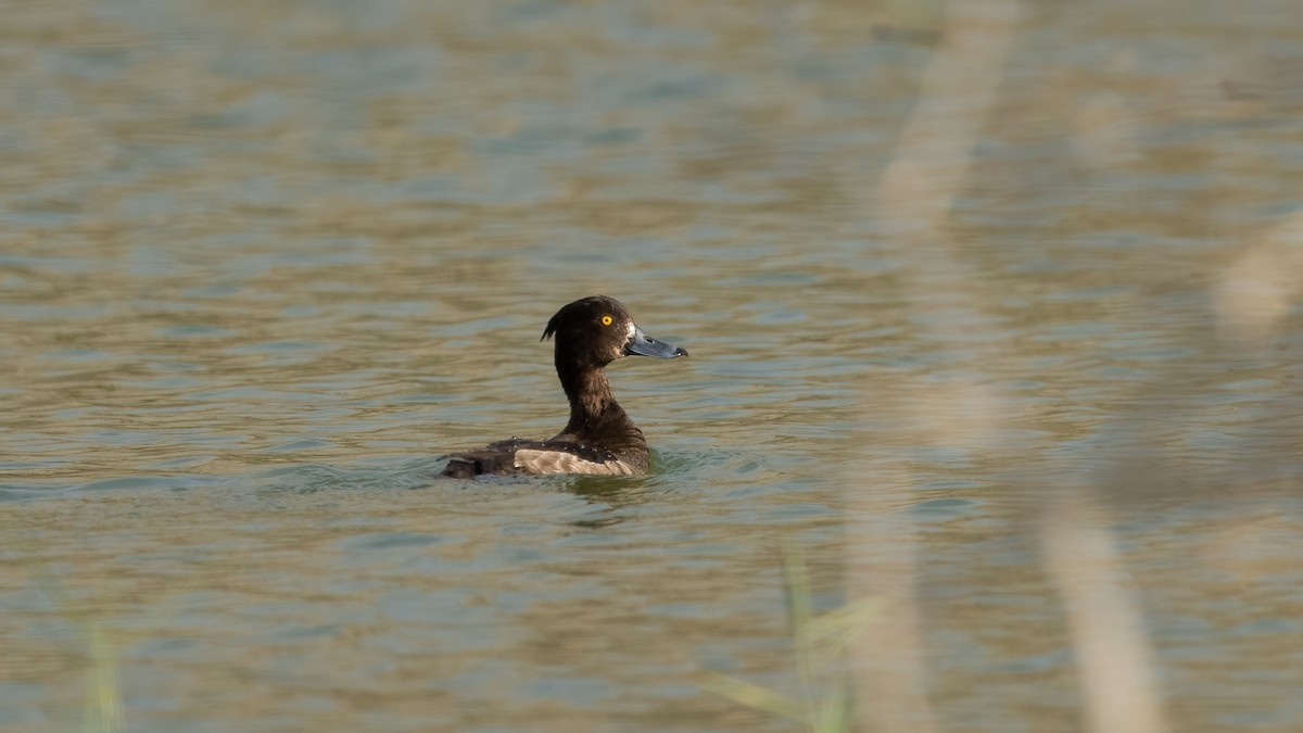 Tufted Duck - ML646960701