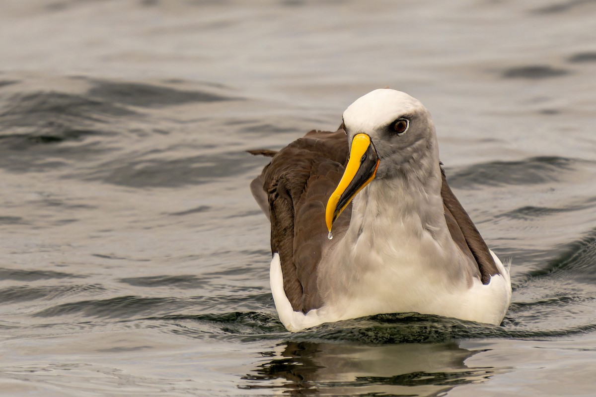 Buller's Albatross - ML646960703