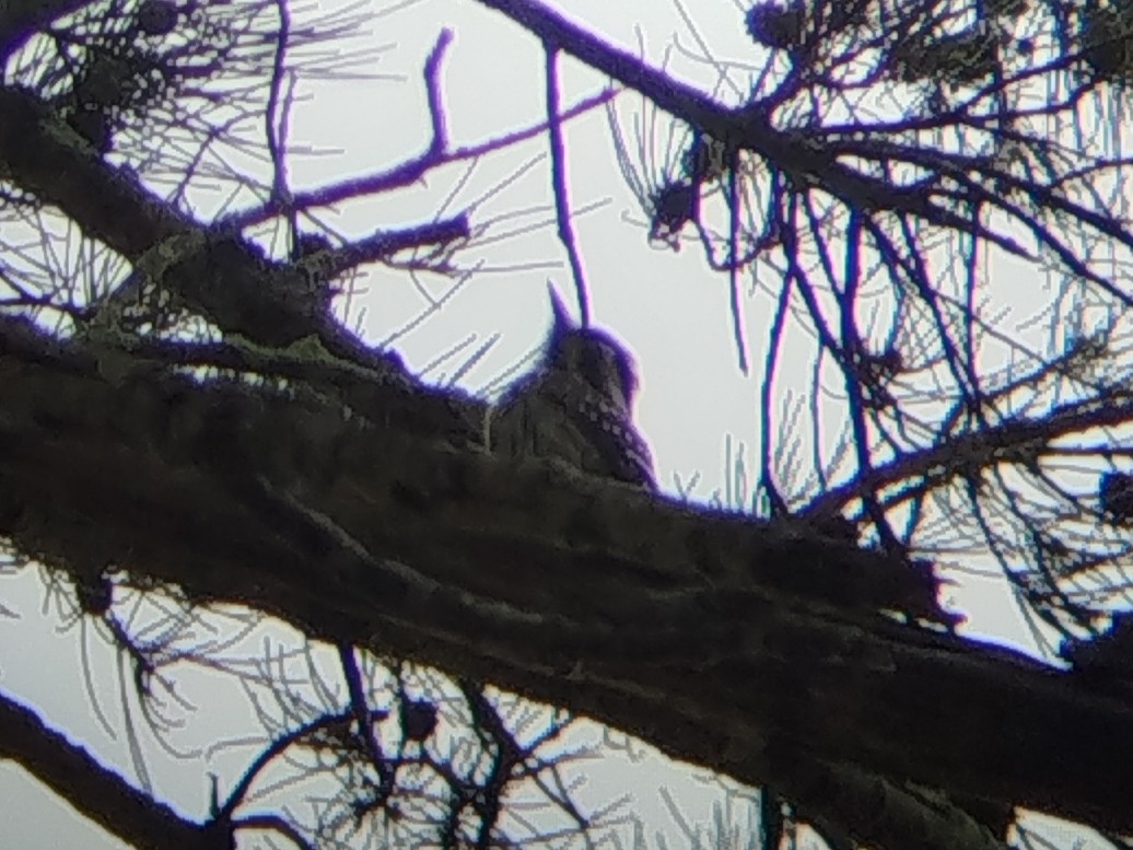 Sunda Pygmy Woodpecker - ML646960705