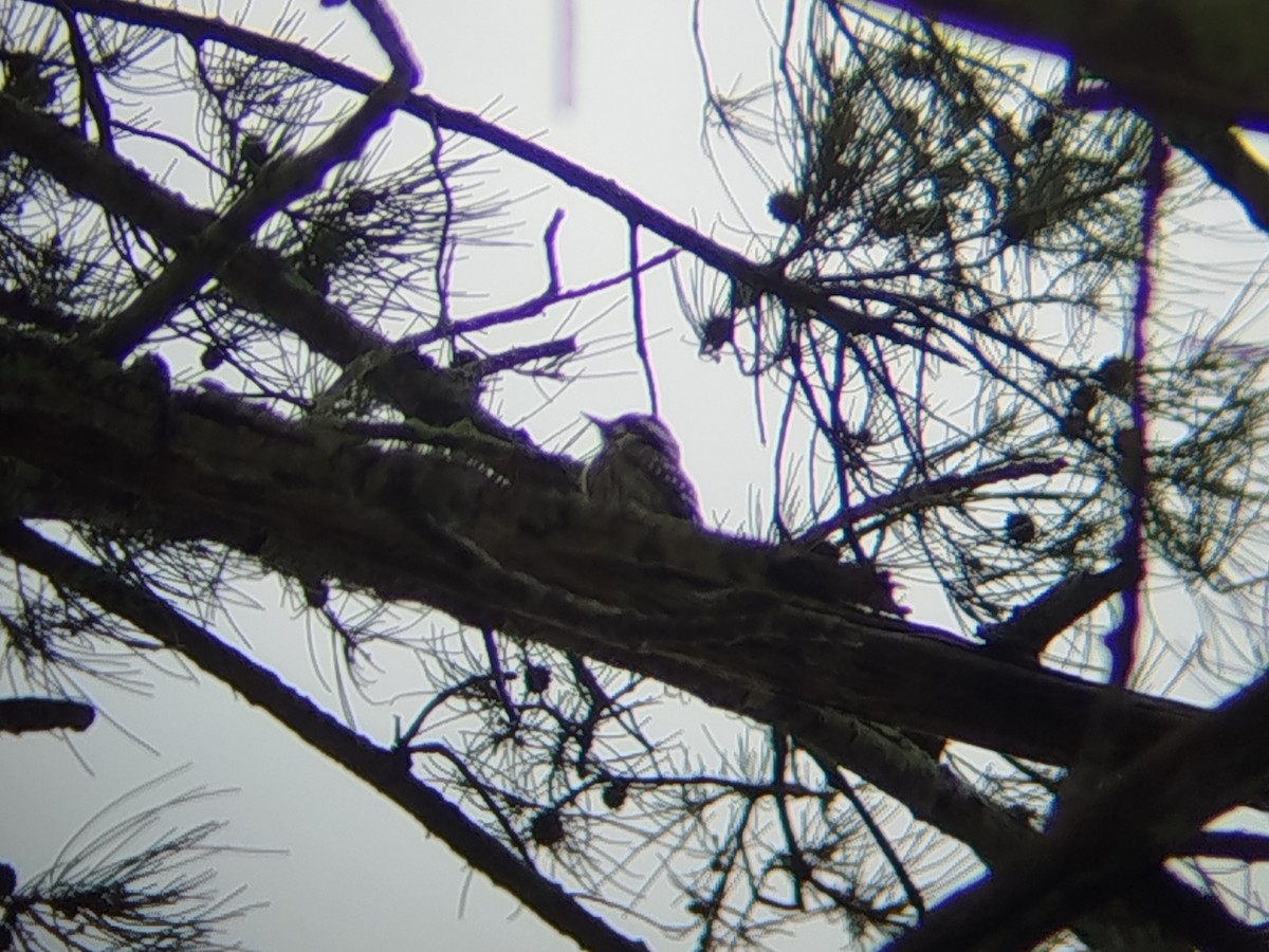 Sunda Pygmy Woodpecker - ML646960706