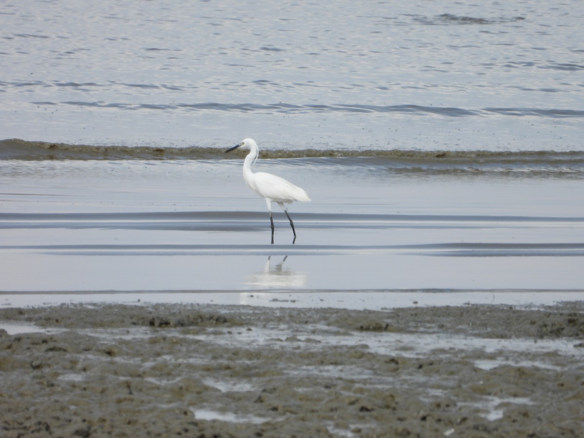 Koartzatxo txikia - ML646960707