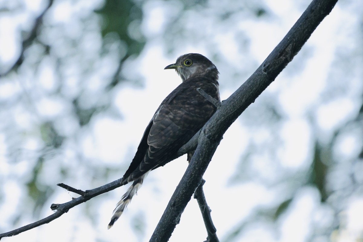 Common Hawk-Cuckoo - ML646960711