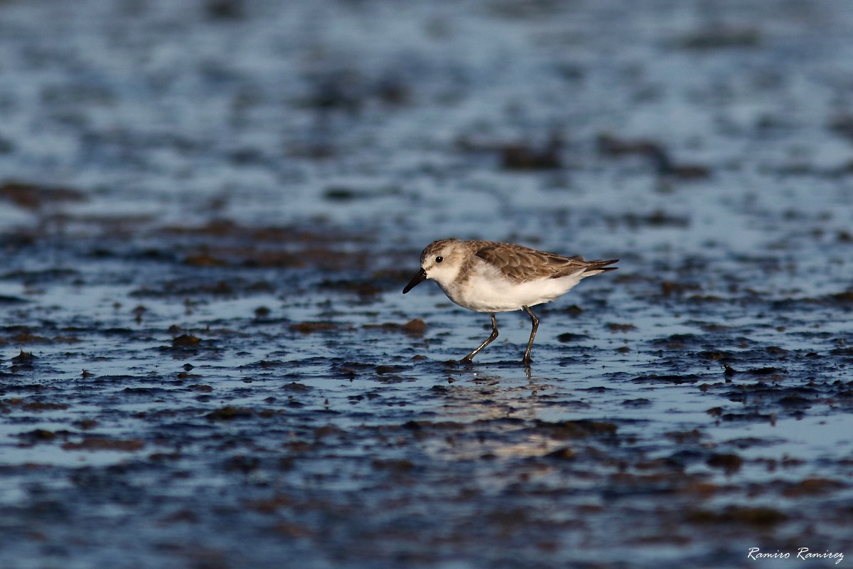 Semipalmated Sandpiper - ML646960715