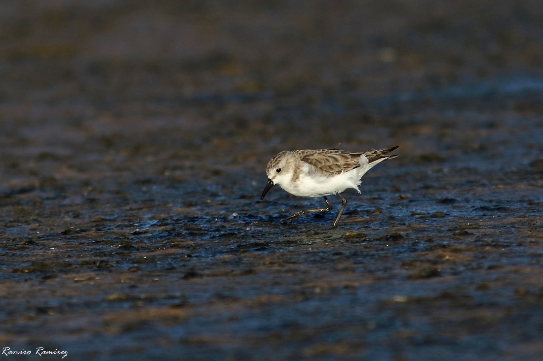 Semipalmated Sandpiper - ML646960716