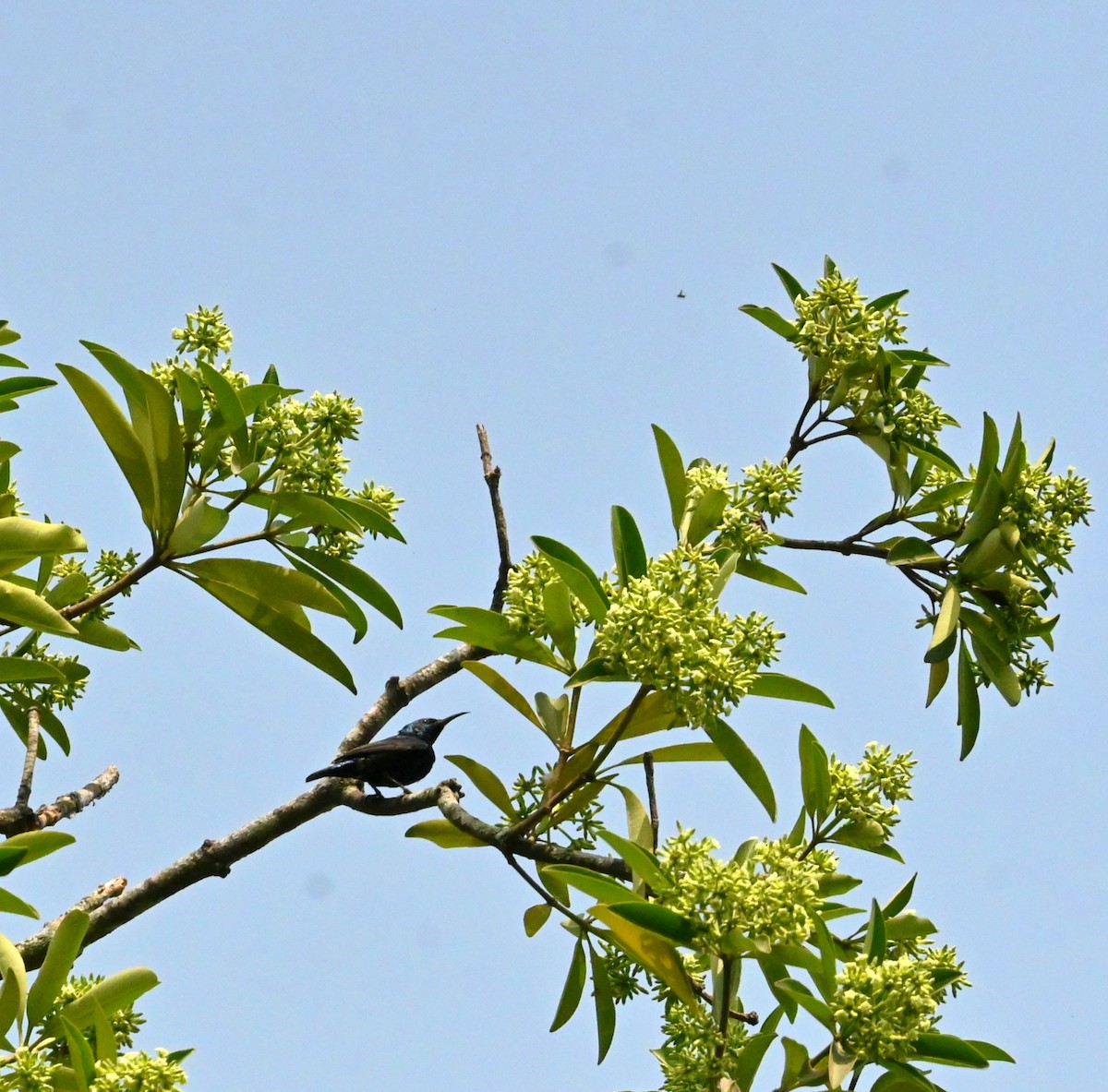 strdimil fialový - ML646960736