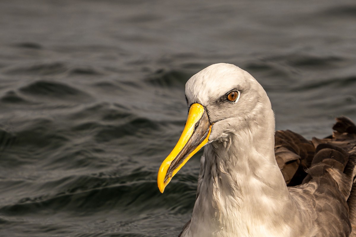 Буллеров альбатрос - ML646960737