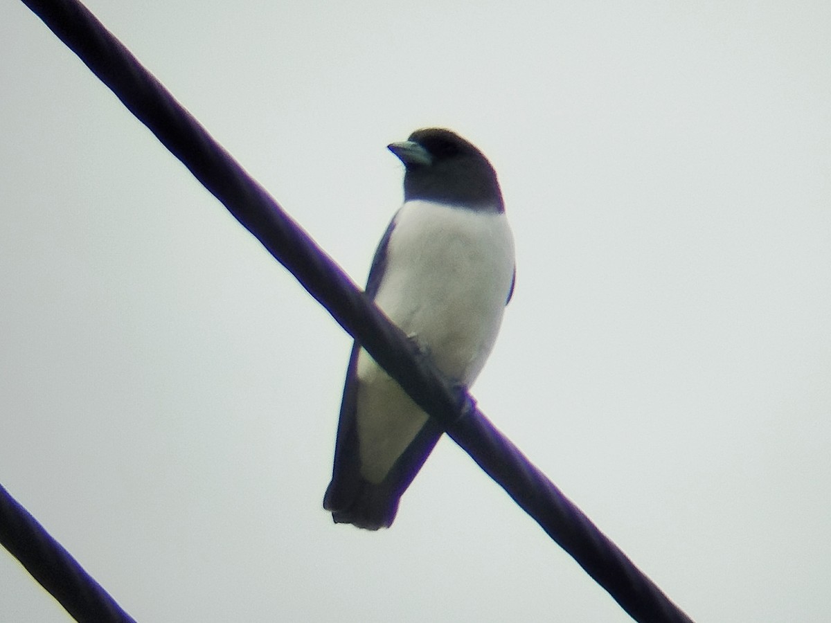 hvitbuksvalestær - ML646960738