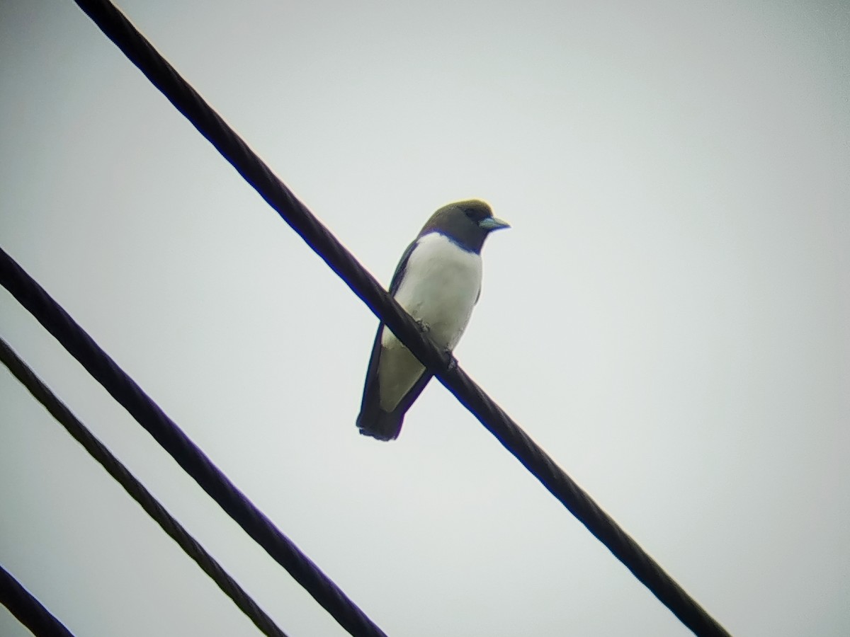 hvitbuksvalestær - ML646960739