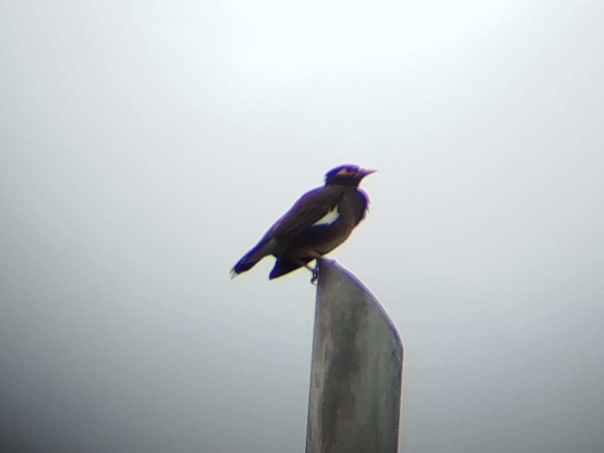 Common Myna - ML646960740