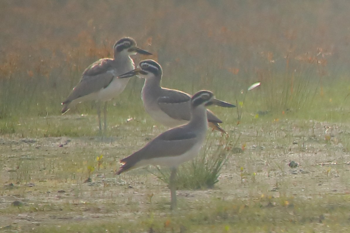 כרוון ענק - ML646960742