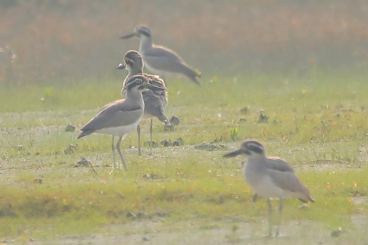 כרוון ענק - ML646960743