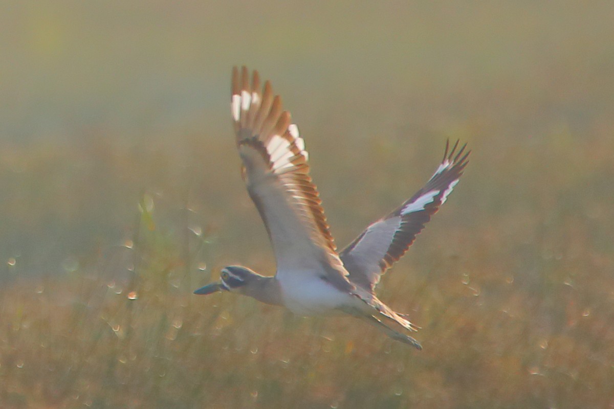כרוון ענק - ML646960744