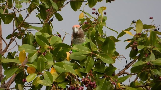 Brown-necked Parrot (Gray-headed) - ML646960752