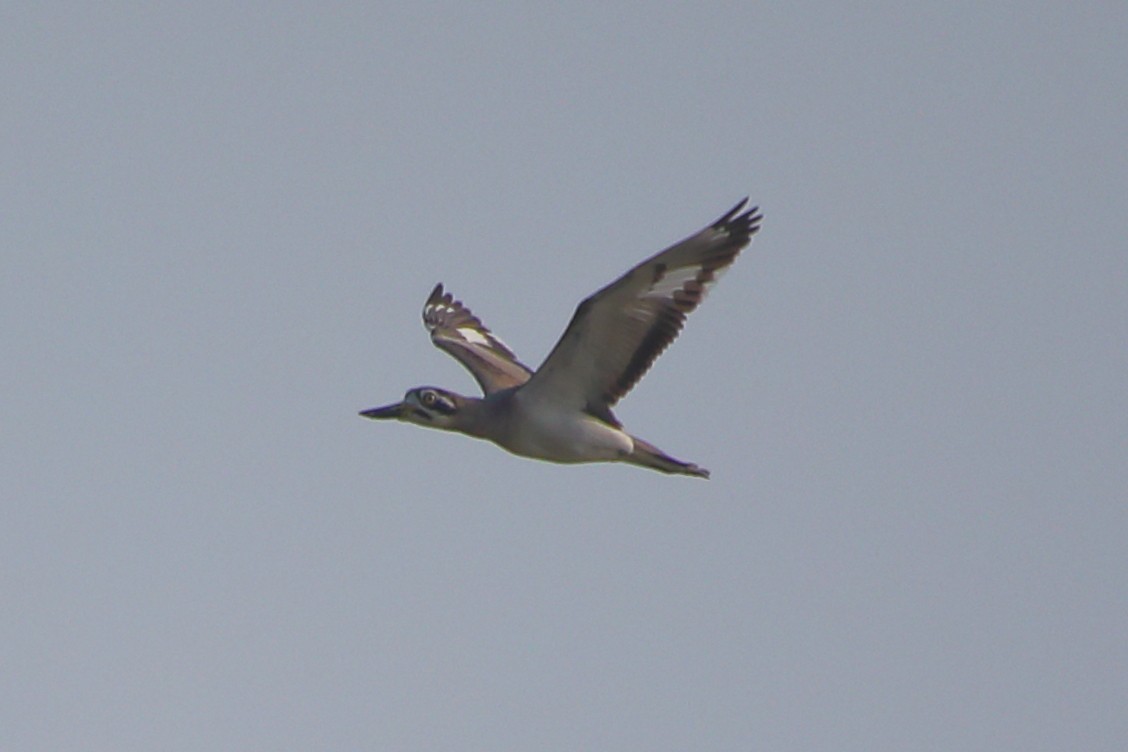 כרוון ענק - ML646960756