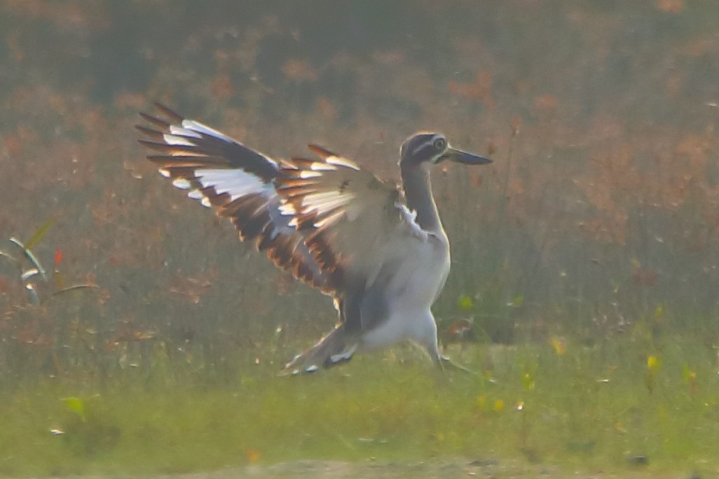 כרוון ענק - ML646960758