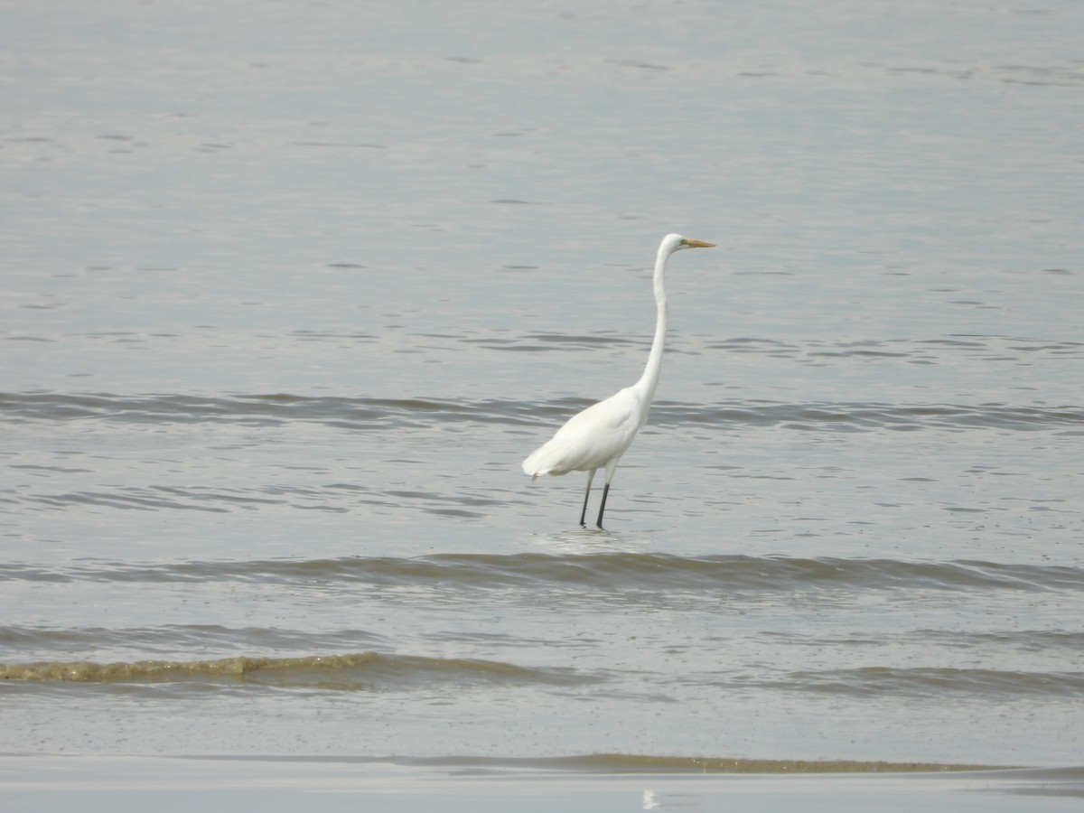 Koartza zuria - ML646960765