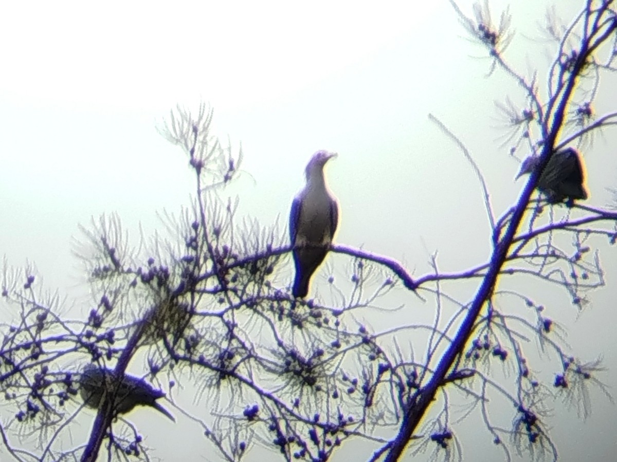 Green Imperial-Pigeon - ML646960773
