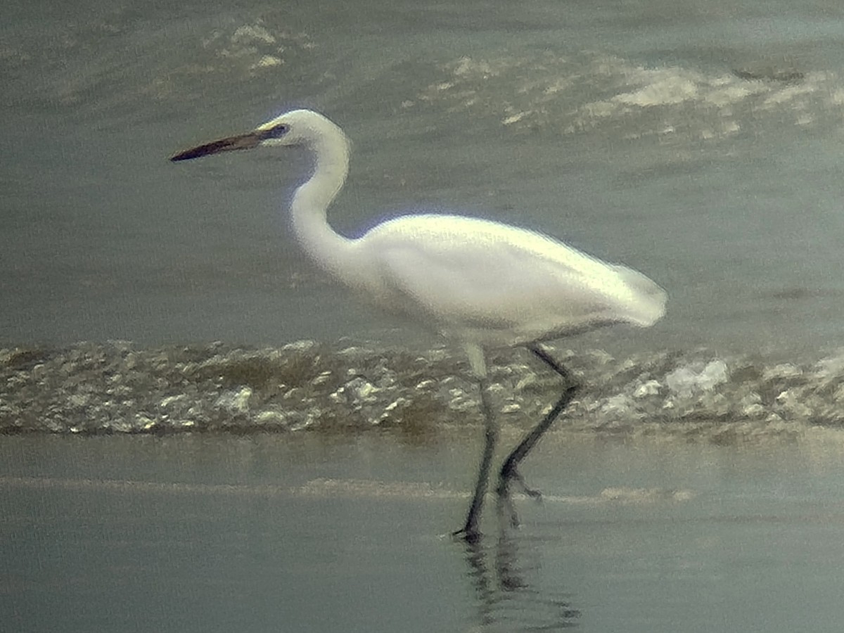 volavka žlutozobá - ML646960780