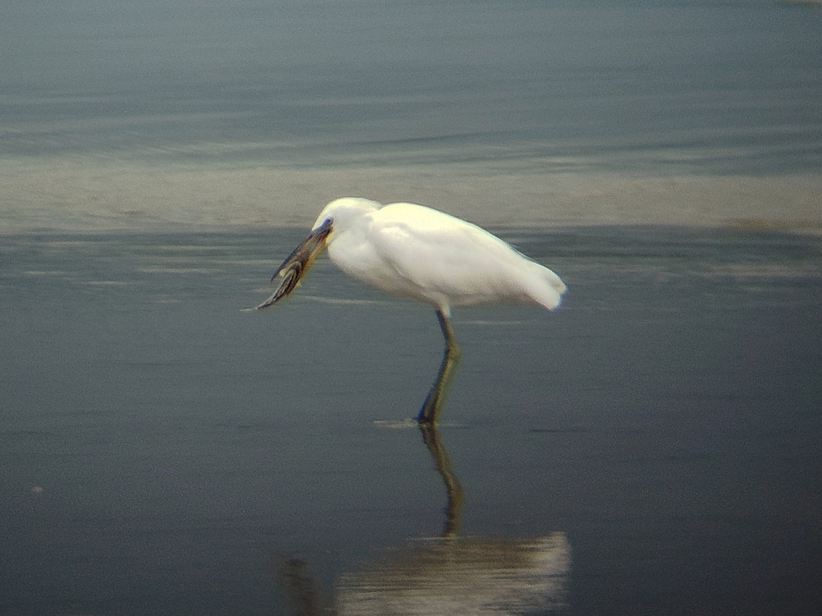 volavka žlutozobá - ML646960781