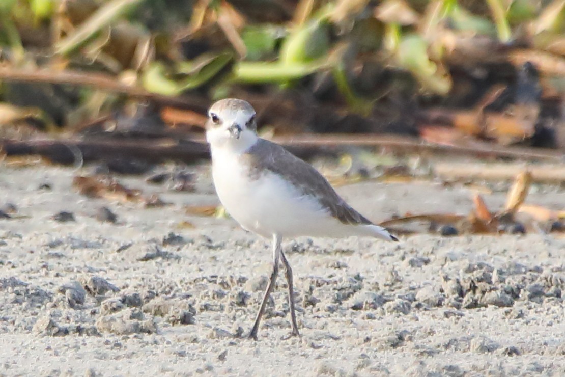 Seeregenpfeifer - ML646960783