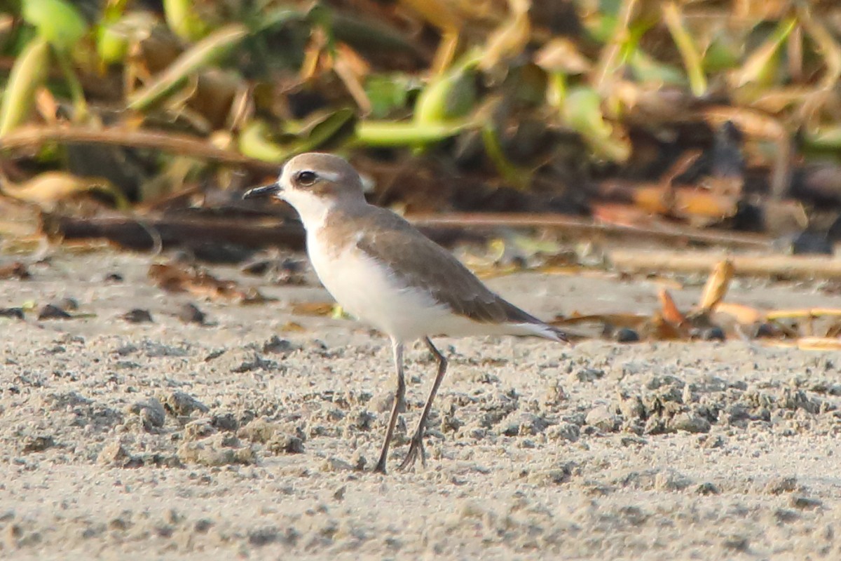 Tibetregenpfeifer - ML646960784