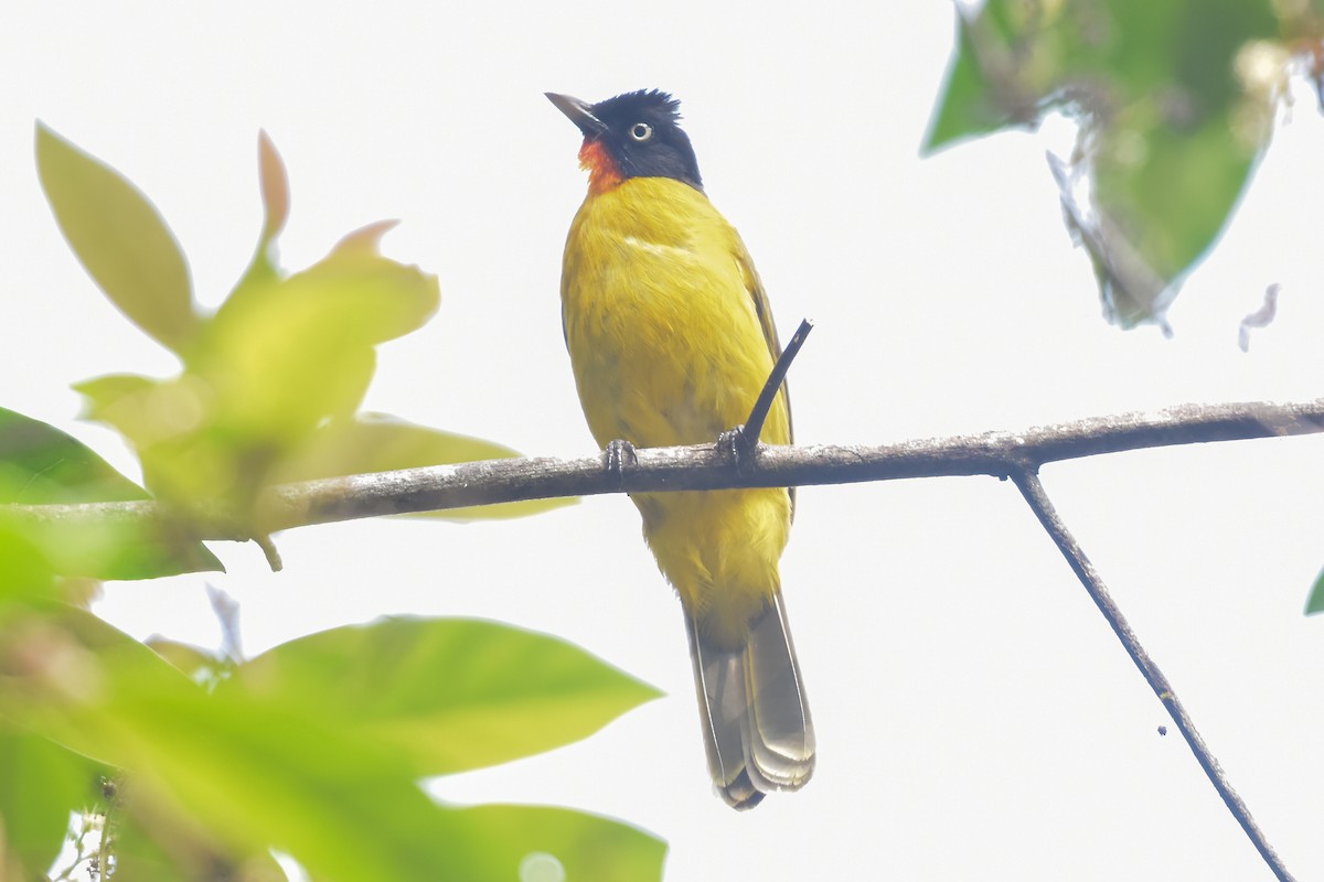 Flame-throated Bulbul - ML646960785