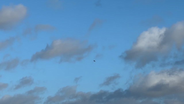 Common Raven - ML646960786