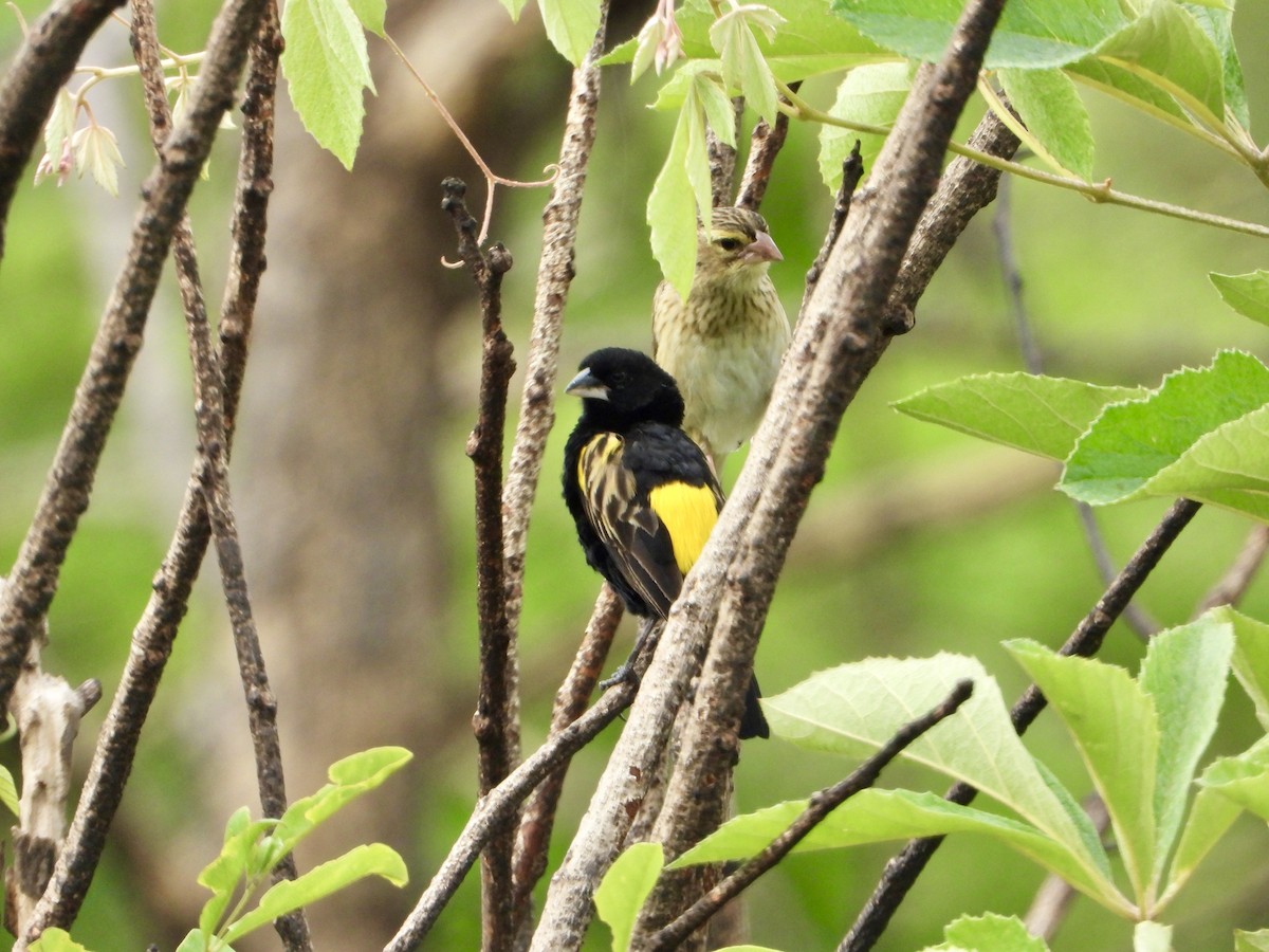 Yellow Bishop - ML646960789