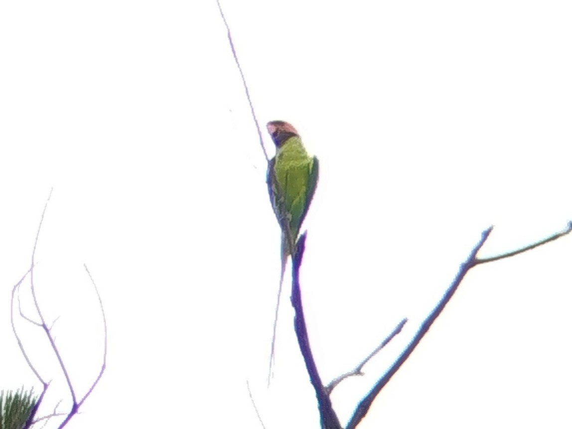 langstjertparakitt - ML646960790