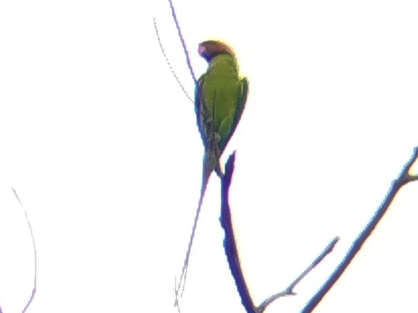 langstjertparakitt - ML646960791