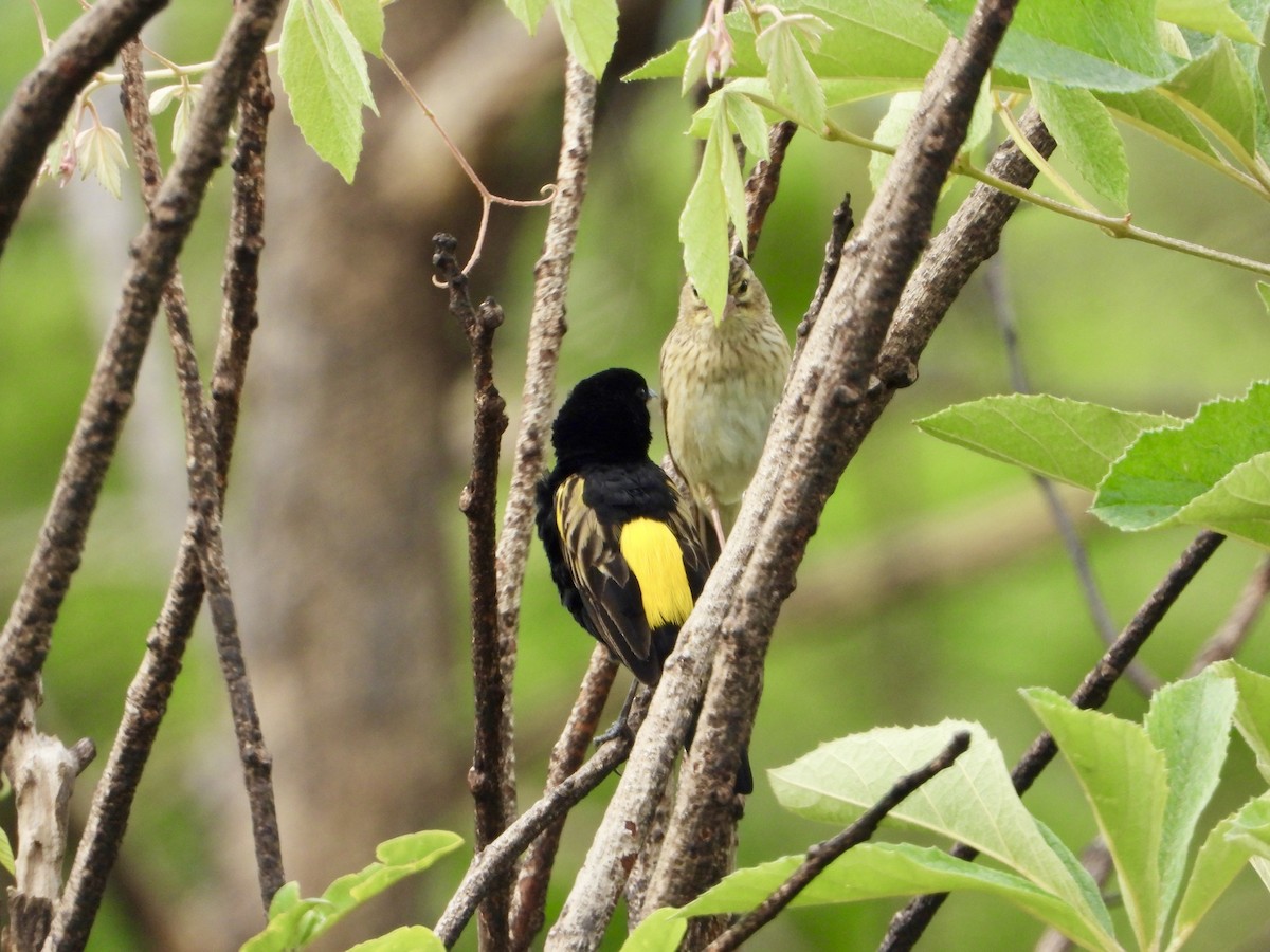 Yellow Bishop - ML646960792