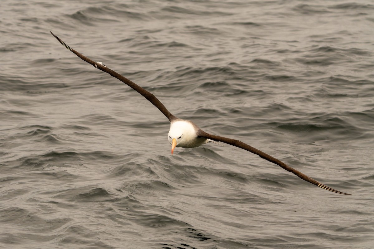 Black-browed Albatross - ML646960794