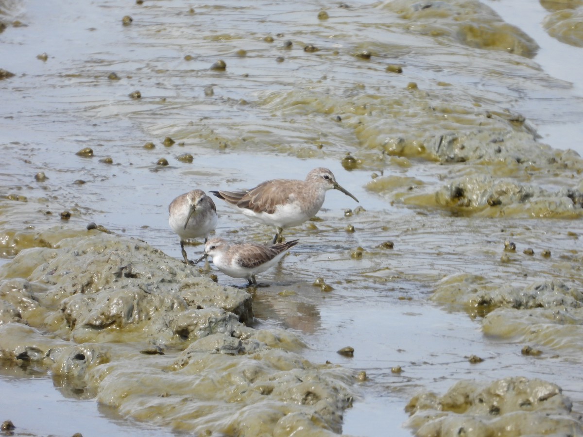 Txirri kurlinta - ML646960795