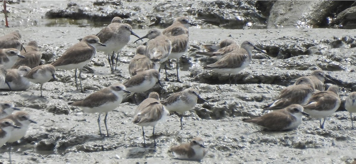Curlew Sandpiper - ML646960796