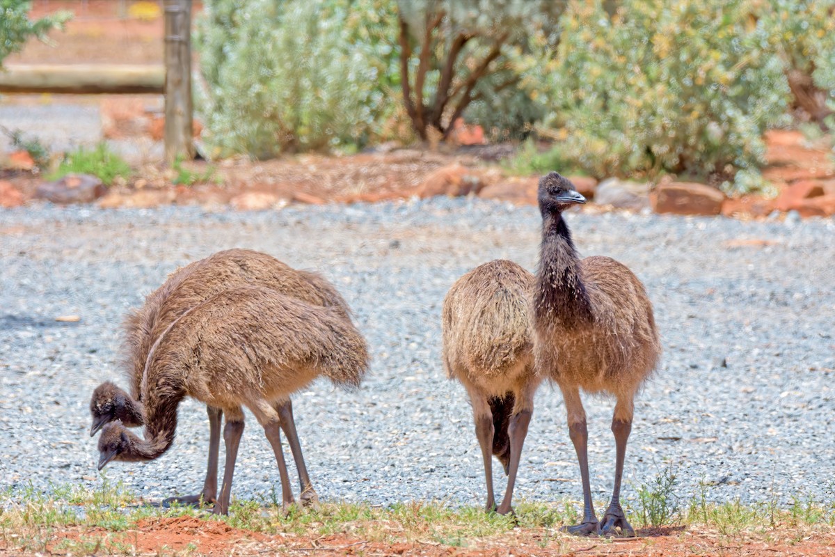 Ему австралійський - ML646960798