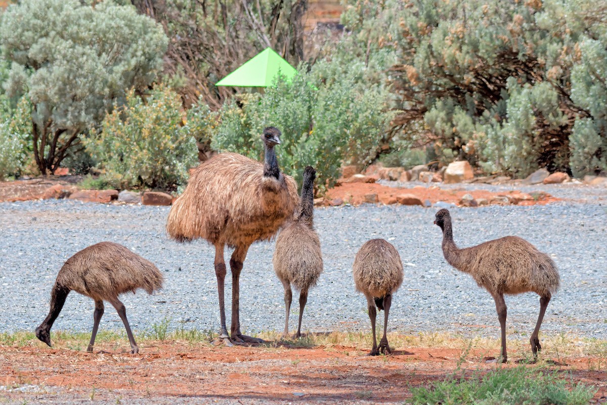 Ему австралійський - ML646960799